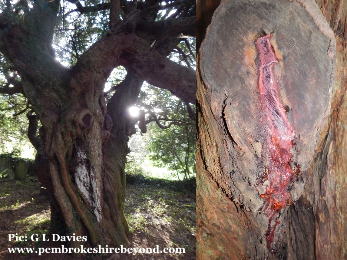 The bleeding yew at Nevern Church. 
